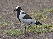 Blacksmith lapwing (venellus armatus), Serengeti